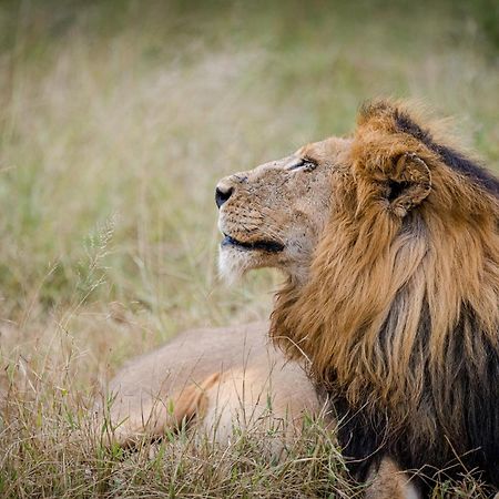 Serondella Safari Lodge Καταφύγιο Άγριας Ζωής Thornybush Εξωτερικό φωτογραφία