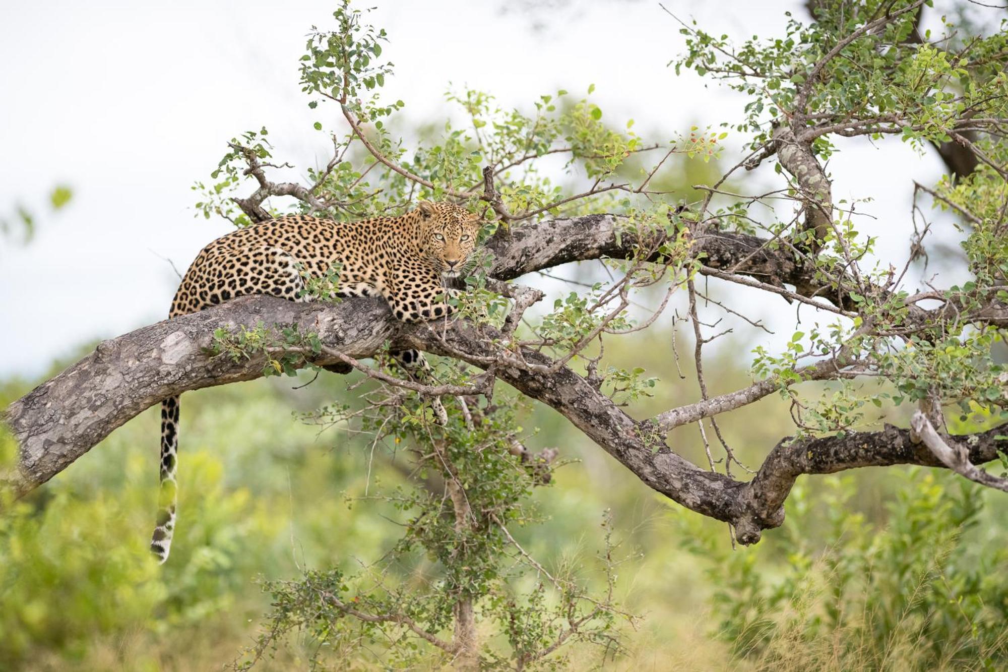 Serondella Safari Lodge Καταφύγιο Άγριας Ζωής Thornybush Εξωτερικό φωτογραφία