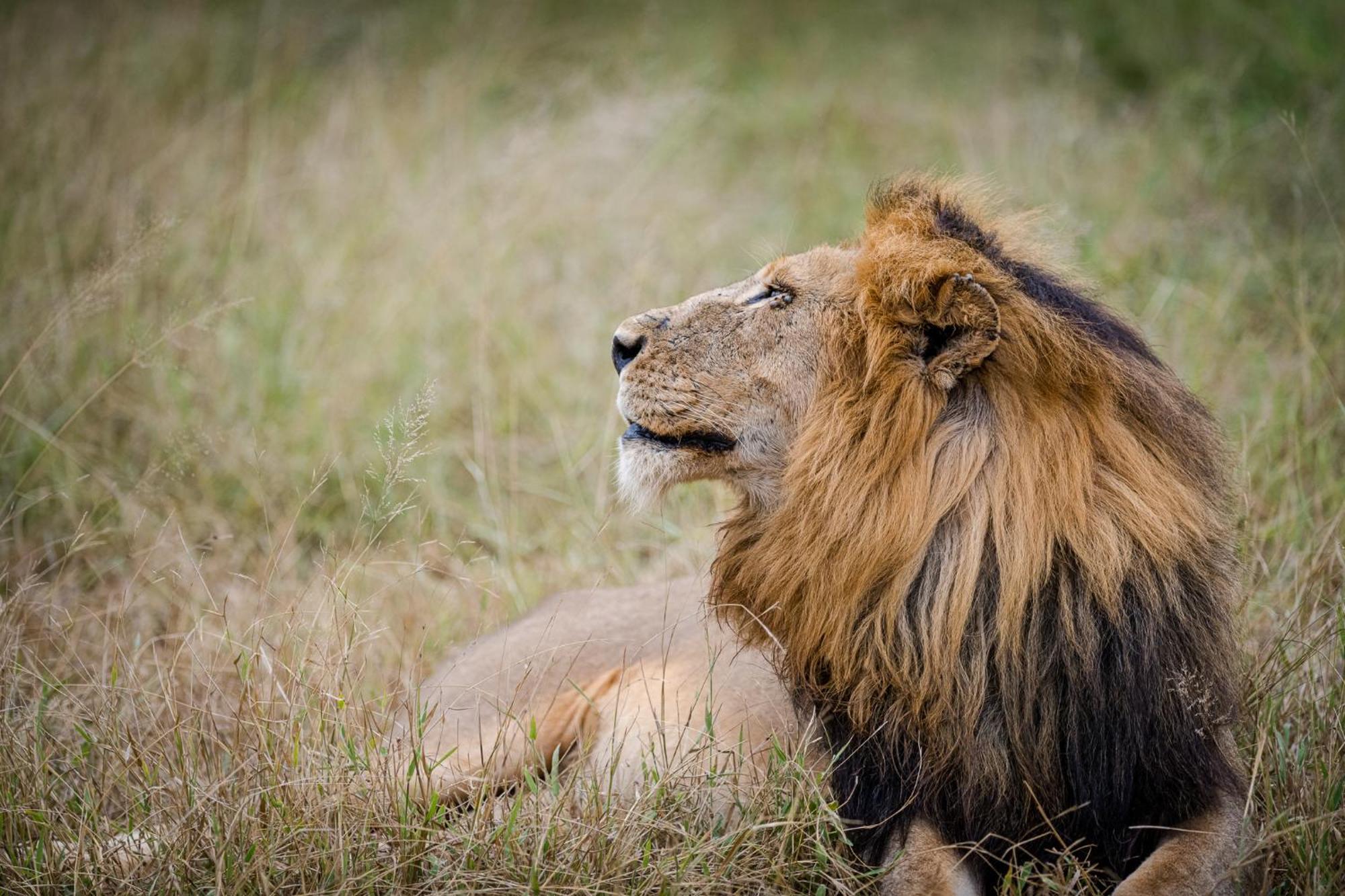 Serondella Safari Lodge Καταφύγιο Άγριας Ζωής Thornybush Εξωτερικό φωτογραφία