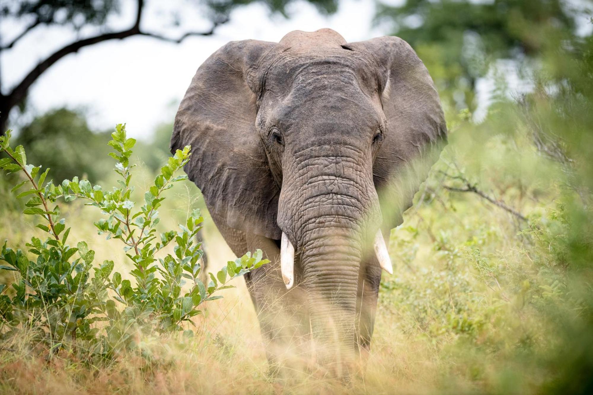 Serondella Safari Lodge Καταφύγιο Άγριας Ζωής Thornybush Εξωτερικό φωτογραφία