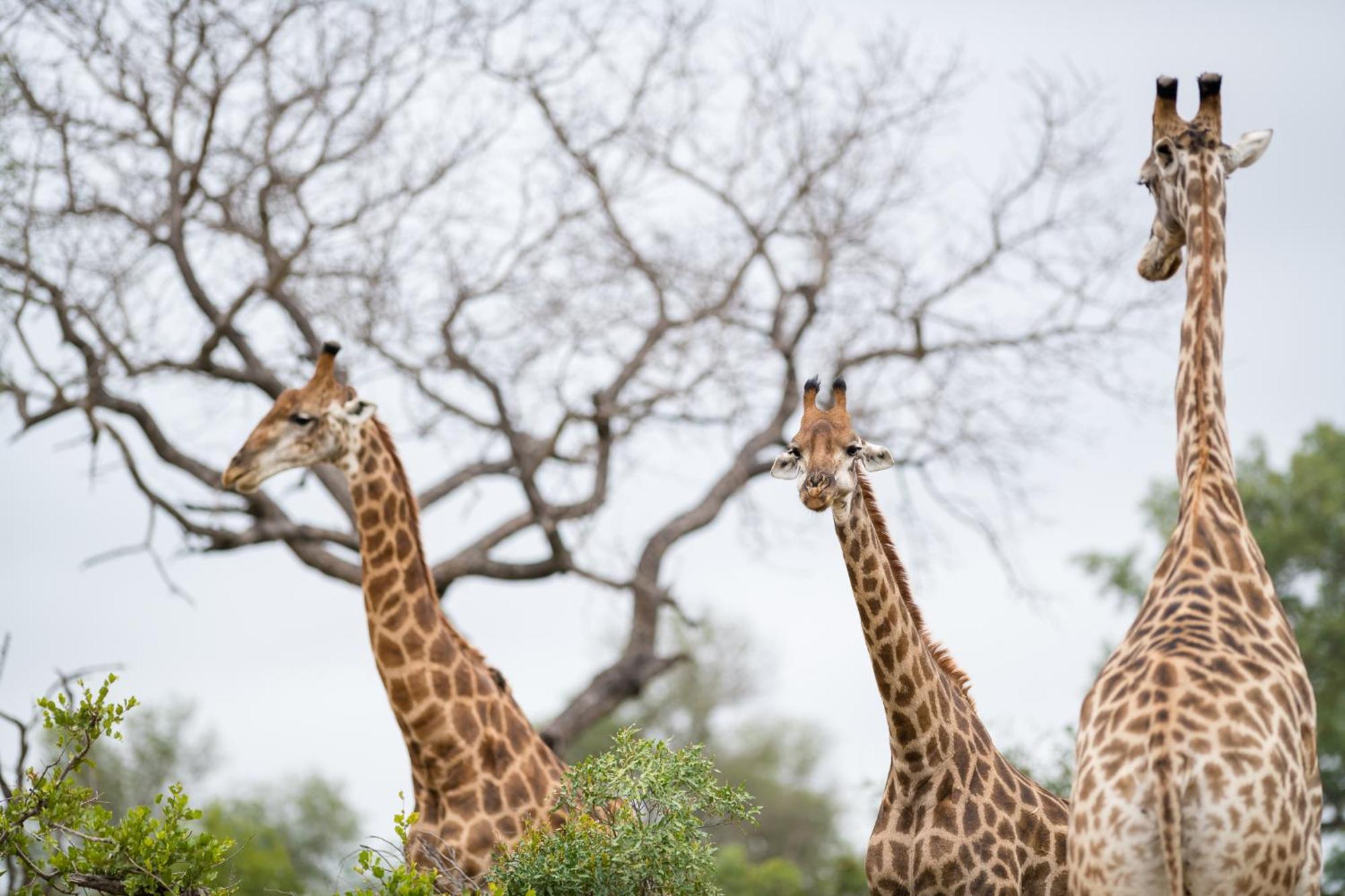 Serondella Safari Lodge Καταφύγιο Άγριας Ζωής Thornybush Εξωτερικό φωτογραφία