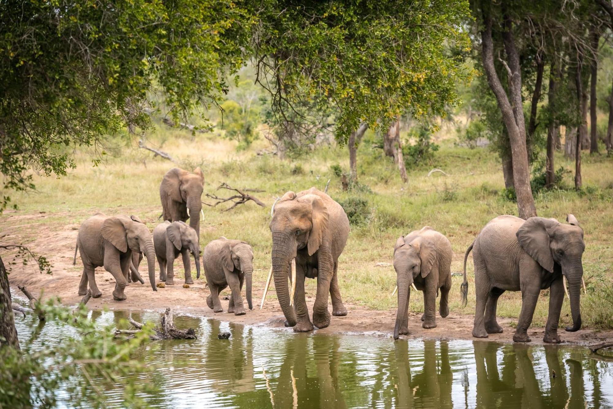 Serondella Safari Lodge Καταφύγιο Άγριας Ζωής Thornybush Εξωτερικό φωτογραφία